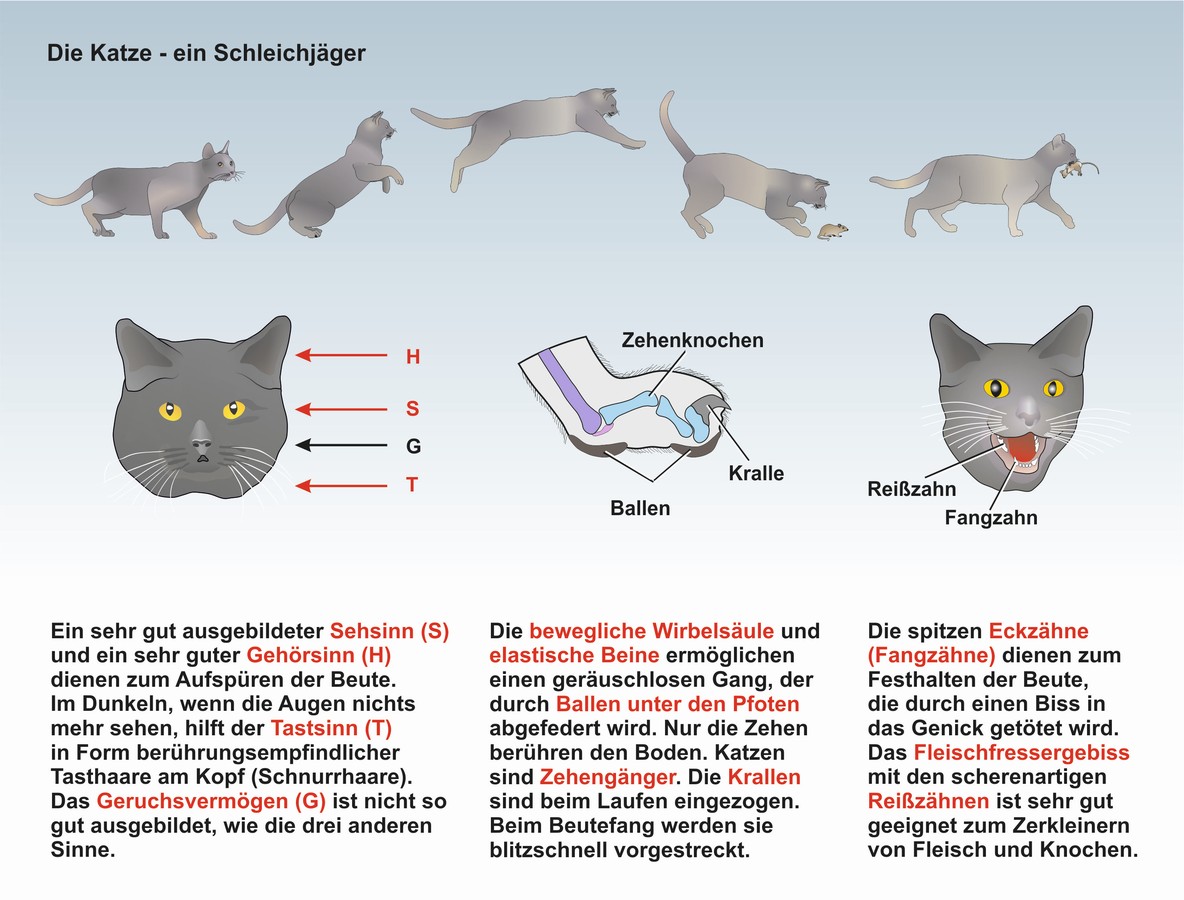 download vorlesungen über