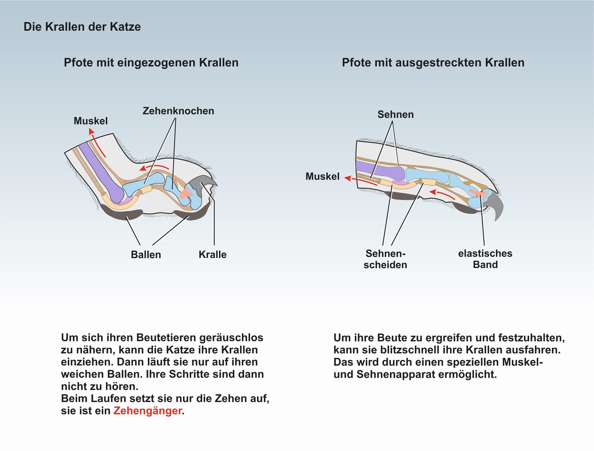 download fordern und fördern leistungsanforderungen und