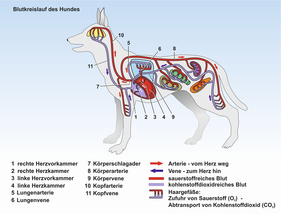 download Better Understanding of the Campylobacter