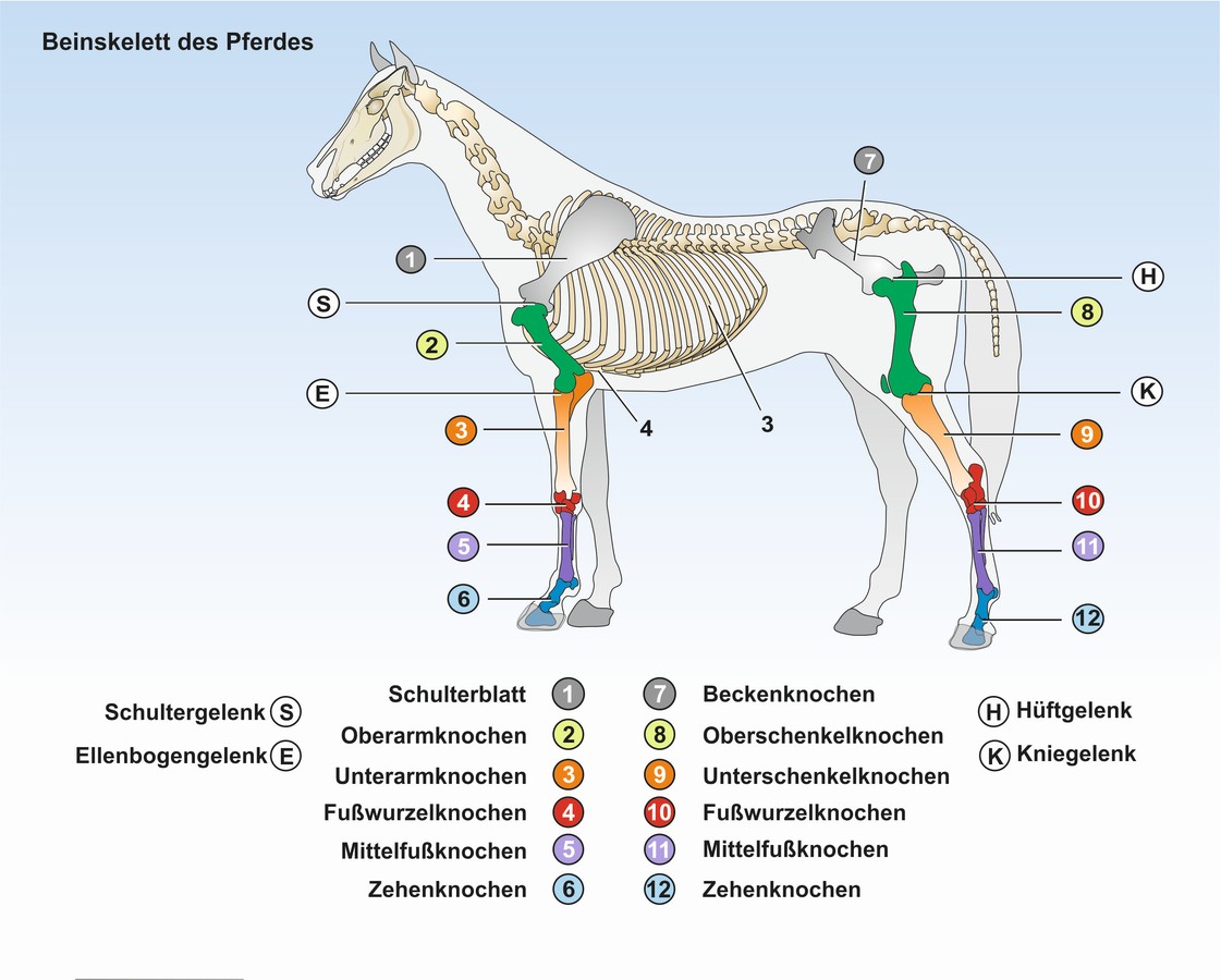 download studien aus der arabistik und semitistik anton spitaler zum siebzigsten geburtstag von seinen schülern überreicht