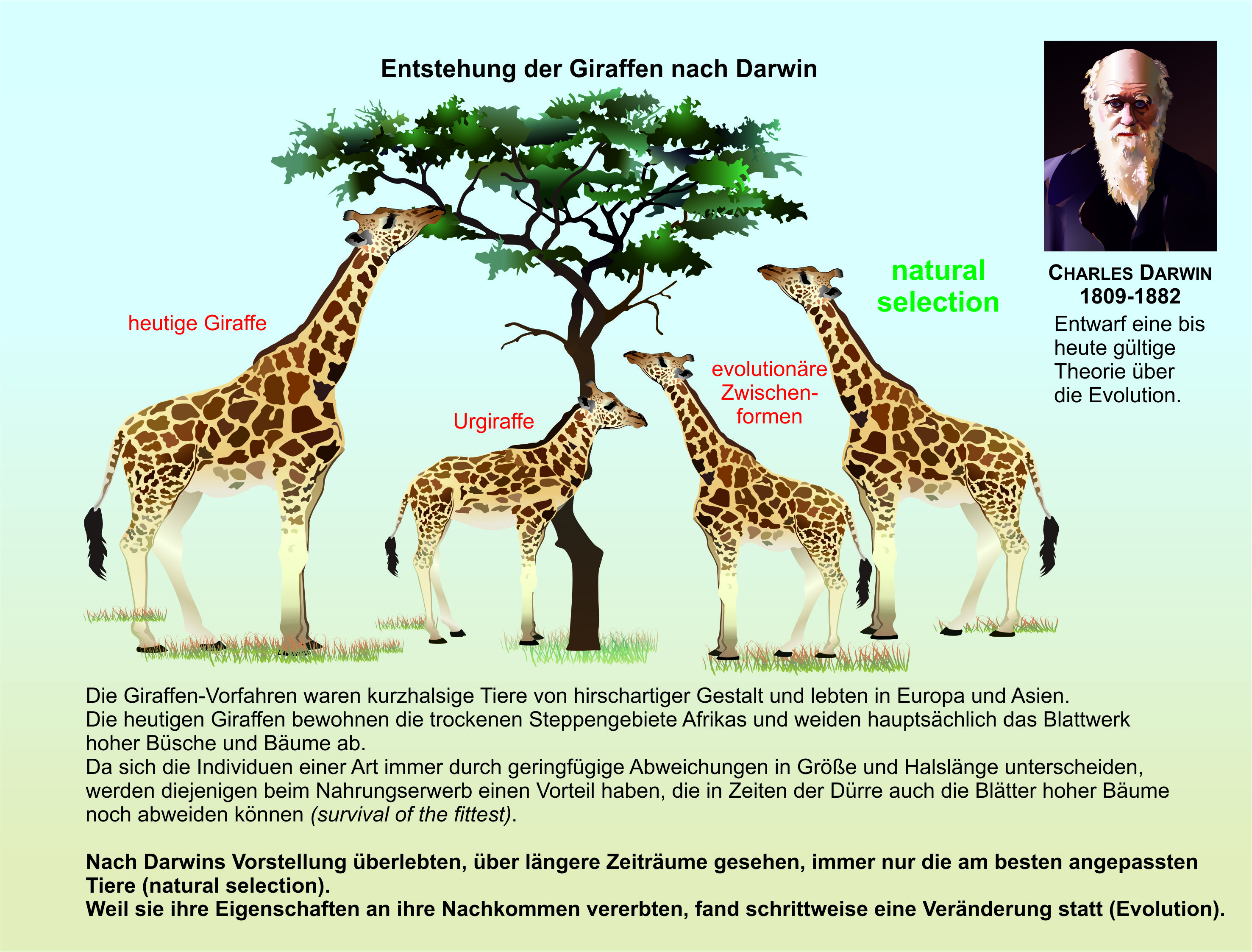 Darwinsche Evolutionstheorie