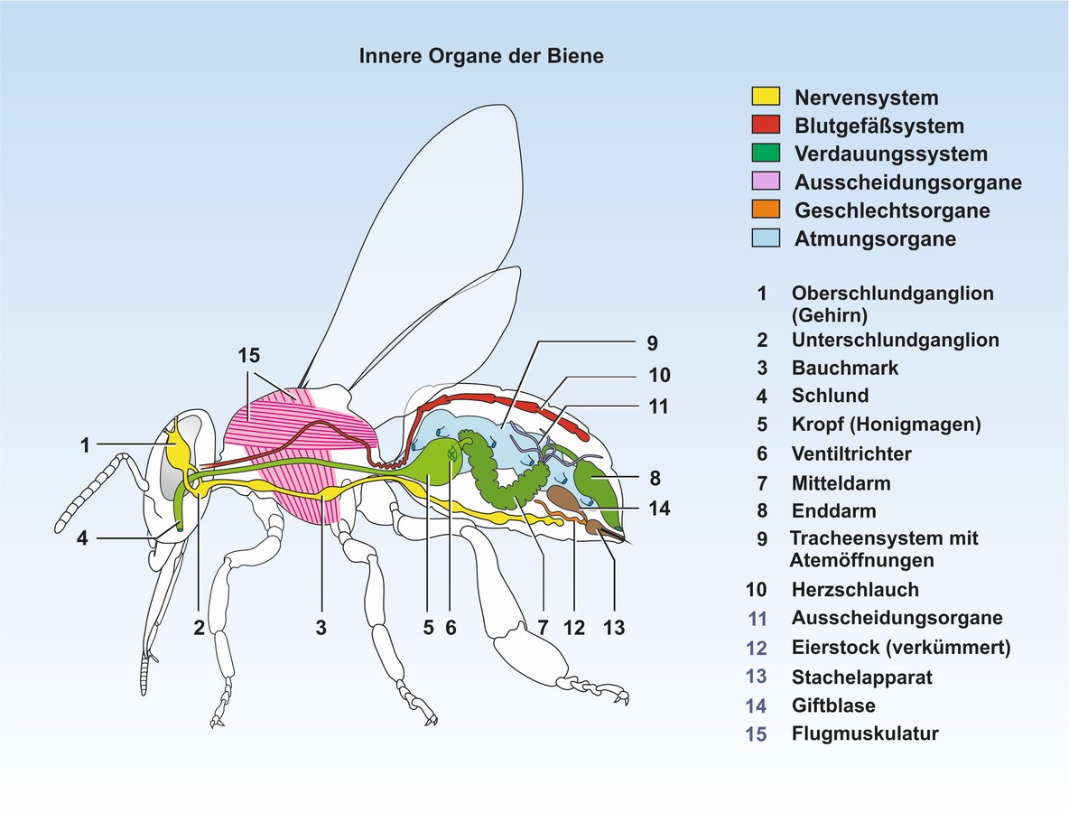 download netters anatomy flash cards