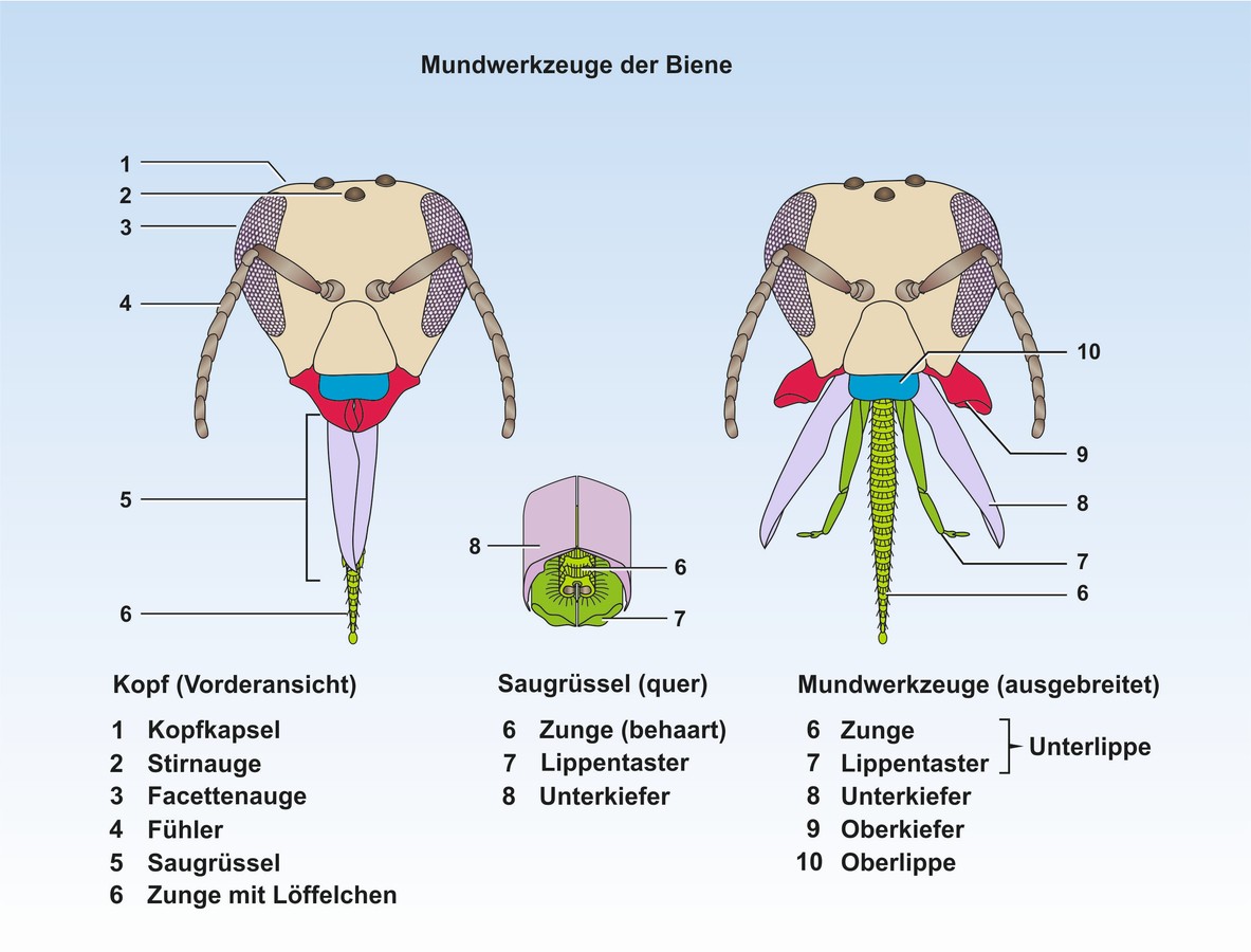 download finanzintermediation durch banken und versicherungen