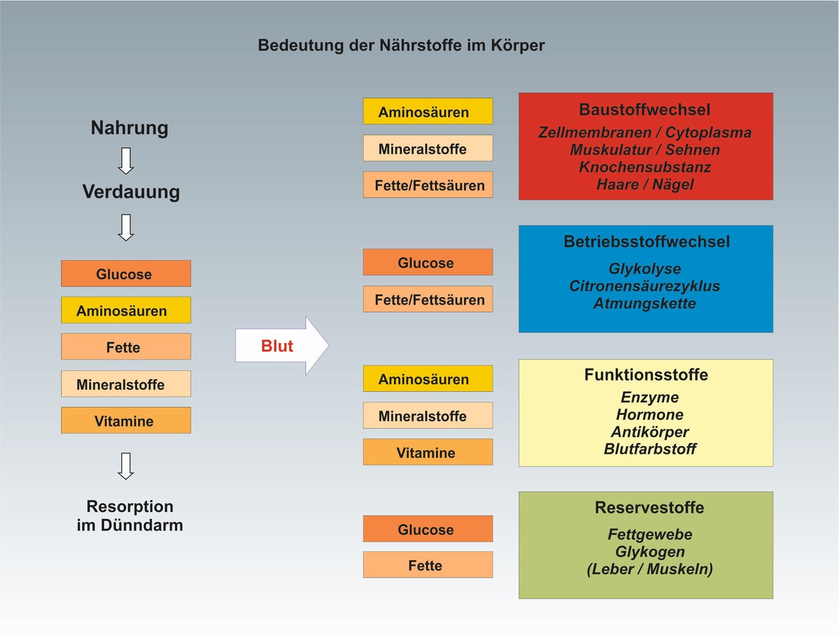 download absatzsysteme für mass customization am beispiel individualisierter lebensmittelprodukte