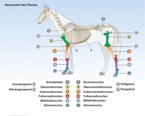 C2-Das-Pferd-Beinskelett