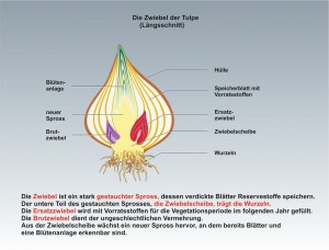 Die-Tulpe-3