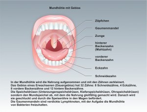 Mensch-Zähne-1