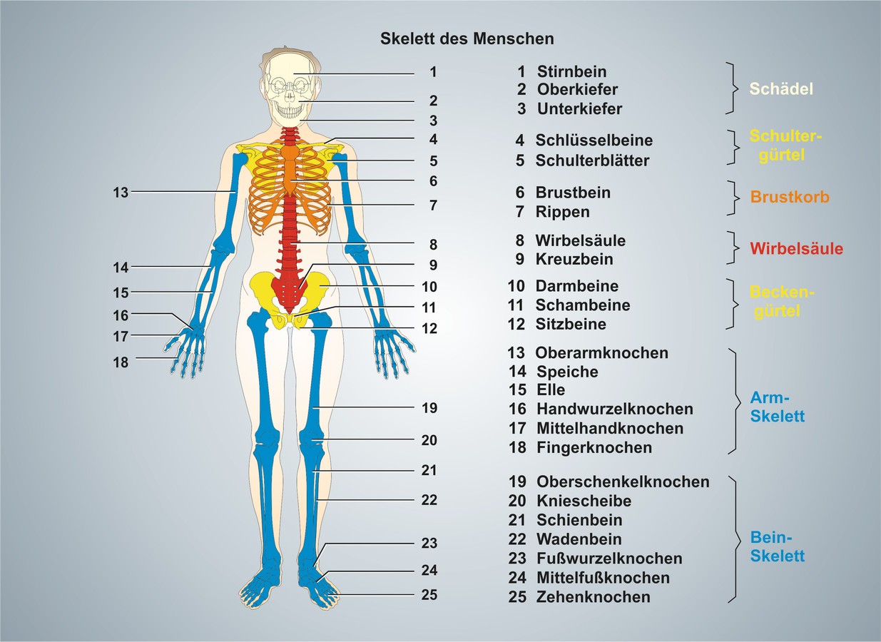Feinbau Der Wirbels ule Des Menschen Captions Cute Viral Feinbau Der Wirbels ule Des Menschen Captions Cute Viral