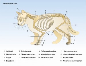 A4-Die-Katze-Skelett