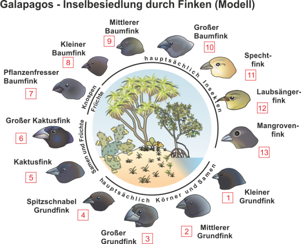 Adaptive_Radiation_-_Galapagosfinken.png