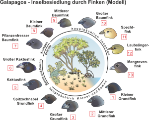 Adaptive_Radiation_-_Galapagosfinken.png