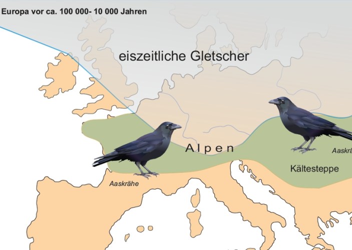 Artbildung-Rabe.jpg