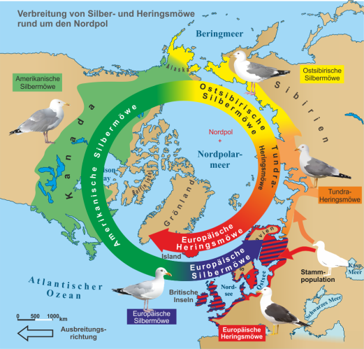 Artbildung_bei_Silber-_und_Heringsmoewe.png