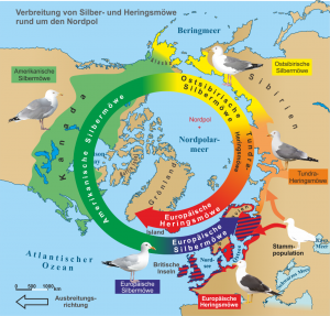 Artbildung_bei_Silber-_und_Heringsmoewe.png