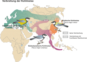 Artbildung_bei_der_Kohlmeise.png