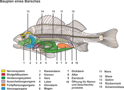 Bauplan_eines_Barsches.png