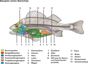 Bauplan_eines_Barsches.png
