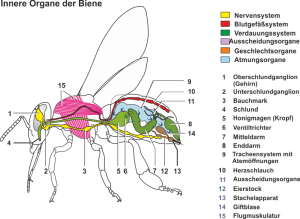 Bauplan_eines_Insekts.png