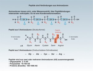 D-Proteine-2