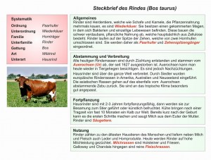 D0-Rind-Steckbrief