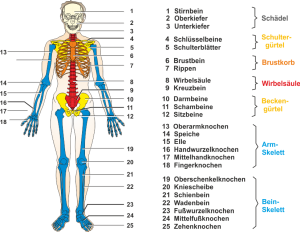Das_Skelett_des_Menschen.png