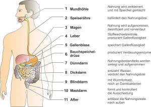 Der_Mensch_und_sein_Verdauungssystem.png