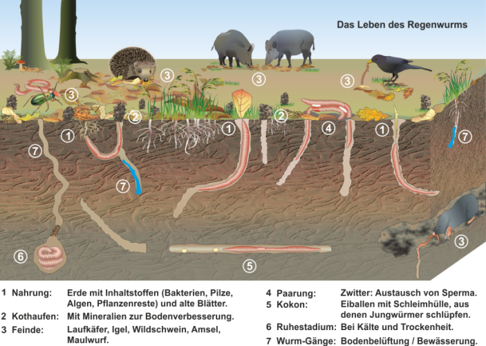 Der_Regenwurm_in_seiner_Umwelt.png
