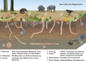 Der_Regenwurm_in_seiner_Umwelt.png