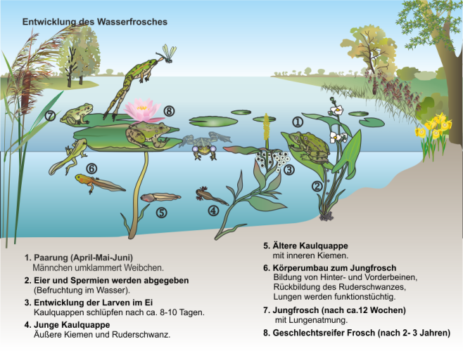 Der_Wasserfrosch_und_seine_Entwicklung.png