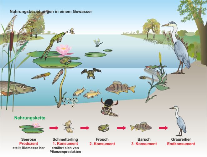 Der_Wasserfrosch_und_seine_Nahrungsbeziehungen.png