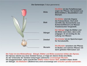 Die-Tulpe-1