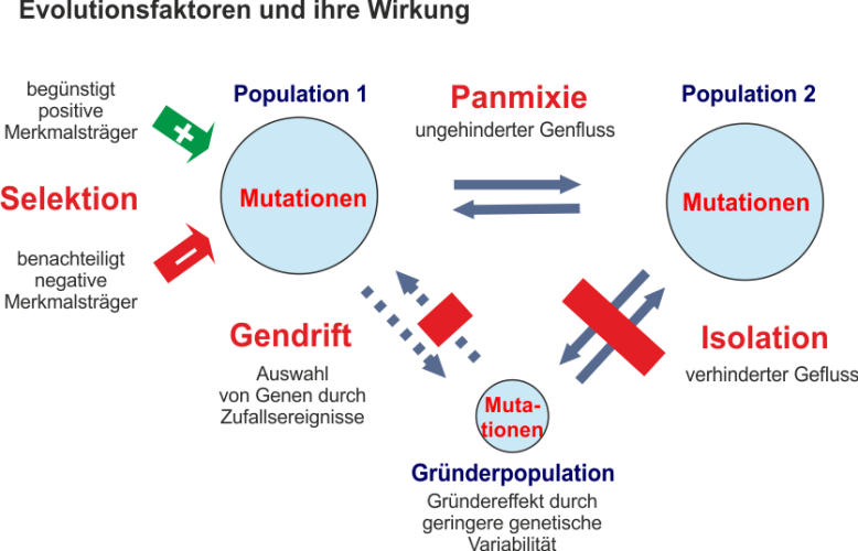 Die_Evolutionstheorie.png