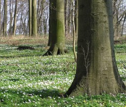 Die_Fruehblueher_und_Licht.jpg