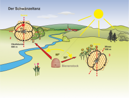 Die_Honigbiene_und_ihre_Tanzsprache.png