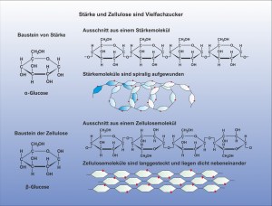 E-Kohlenhydrate-Stärke