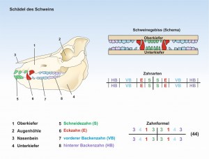 E0-Schwein-Schädel