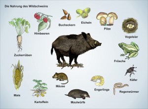 E2-Das-Schwein-Nahrung