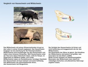 E3-Das-Schwein--Widschwein