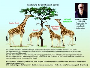 Evol-Theorie-Darwin-Giraffe50