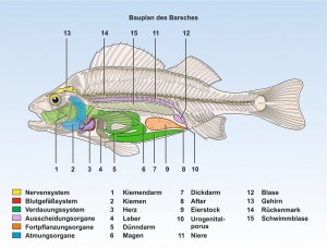 Fisch-Bauplan-ppFormat
