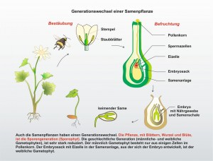 Generationswechsel-Samenpflanze-3