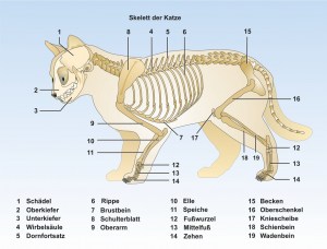 Katze-Skelett-ppFormat