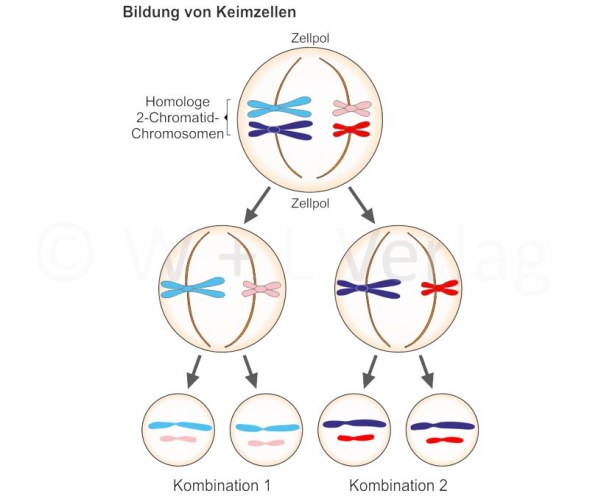 Meiose.jpg