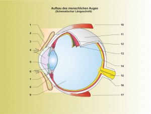 Mensch-Auge-1