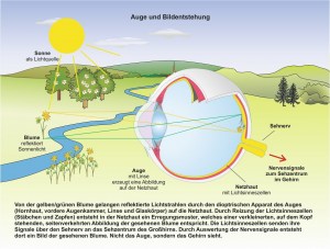 Mensch-Auge-4.jpg