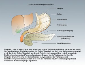 Mensch-Ernährung-2