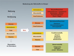 Mensch-Ernährung-5