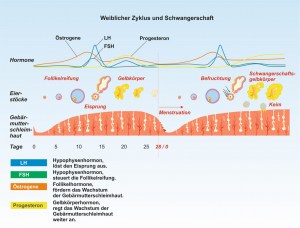 Mensch-Fort-2