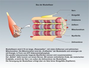 Mensch-Muskulatur-2