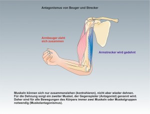 Mensch-Muskulatur-3